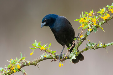  Shiny cowbird in Calden forest environment, La Pampa Province, Patagonia, Argentina.