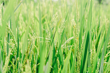 rice plants before harvest
