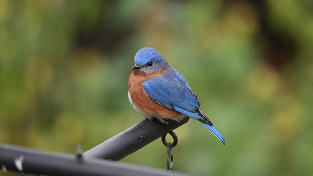An Eastern Bluebird perching on a feeder in a Texas garden.