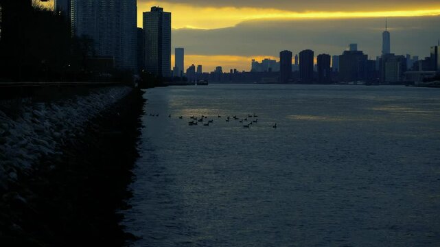 Ducks sitting in the water under the Queensbridge 59th Street Bridge