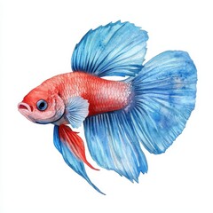 Fototapeta premium Vibrant Watercolor Painting of a Red and Blue Siamese Fighting Fish