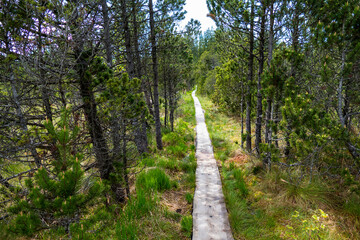 Obraz premium Hiking trail from Steingaden to Bernbeuren, Munich Way of St. James, Bavaria, Germany