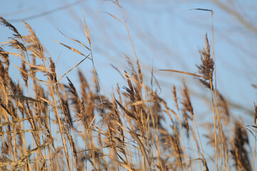 reed in the wind