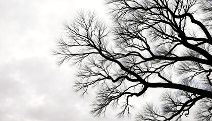 Obraz premium Black-and-white tree outline with cloudy sky in the background