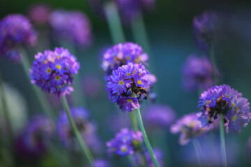 Blooming purple Primula Denticulata