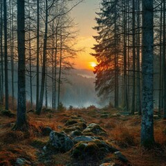 sunrise in the forest