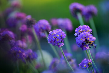 Blooming purple Primula Denticulata