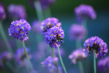Obraz premium Blooming purple Primula Denticulata