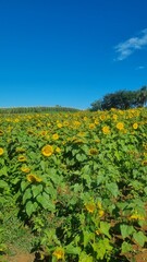 field of sunflowers