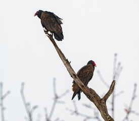 Two turkey vultures sit on a large dead tree surveying the forest around them