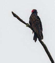 Turkey vulture is perched at the top of a dead tree 