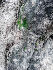 Texture background and abstract pattern of pine bark covered with green moss. Natural green texture and pattern background.
