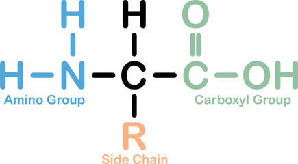 Amino Acid Chemical Structure