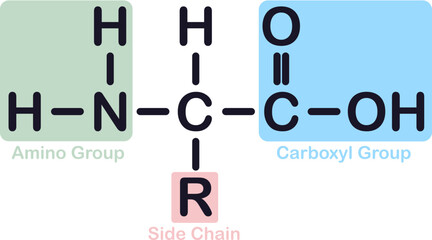 Amino Acid Chemical Structure