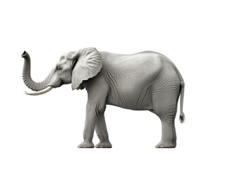 Obraz premium Standing gray African elephant on transparent background.