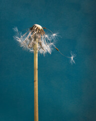 Dandelion seeds