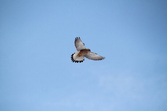 Female kestrel (Falco tinnunculus) using wind-hovering technique in mid-air against a clear blue sky. The bird of prey remains stationary, flapping its wings before diving onto its prey.