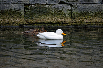 Weiße Ente auf dem Wasser