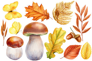 Mushrooms, butterfly, autumn leaves and acorns on isolated background. Forest clipart autumn elements painted watercolor © Hanna
