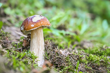 Pair of boletus mushrooms stand on lush green moss next to tiny purple flowers, surrounded by a serene forest ambiance and dimly lit by the setting sun.