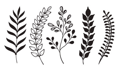 featuring different plant sprigs with varying leaf shapes and arrangements.