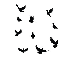 Black pigeon flying silhouette