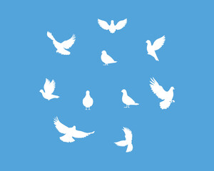 Blue sky and white pigeon silhouette