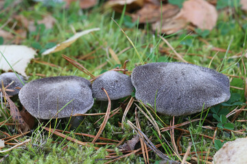 Tricholoma terreum, also called Tricholoma myomyces, commonly known as grey knight or dirty tricholoma, wild mushroom from Finland