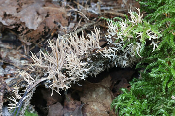 Lentaria byssiseda, a coral fungus from Finland growing on spruce, no common English name
