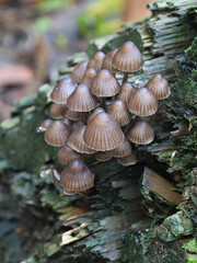  Mycena stipata, commonly known as  clustered pine bonnet, mushroom from Finland