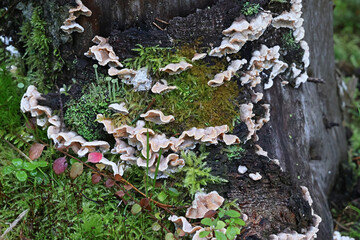Skeletocutis amorpha, commonly known as rusty crust fungus, wild polypore from Finland