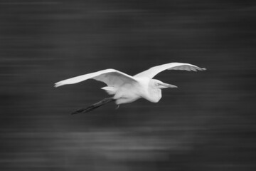 Mono slow pan of egret passing forest