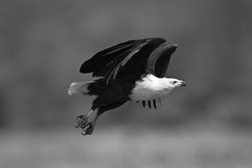 Mono African fish eagle flies from riverbank