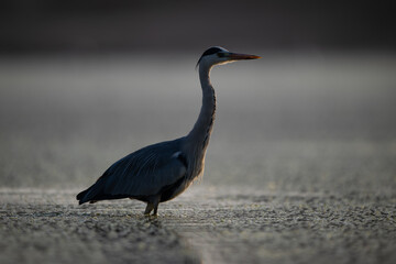 Grey heron walks through pool at dawn