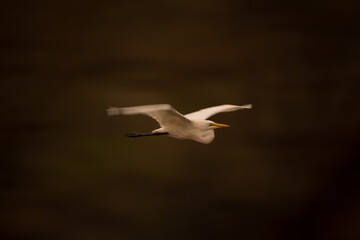 Slow pan of great egret passing woods