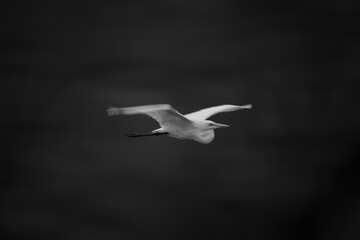 Mono slow pan of egret passing woods