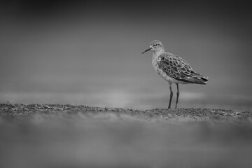 Mono ruff stands in profile on sandbank