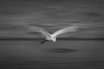 Mono slow pan of egret following pools