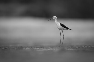 Mono black-winged stilt watching camera on mudflat