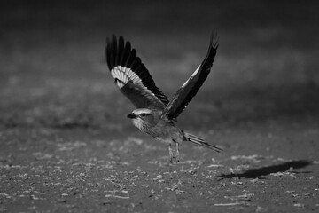 Mono lilac-breasted roller crosses earth raising wings