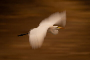 Slow pan of great egret passing riverbank