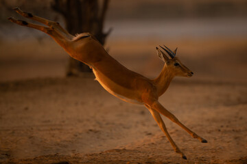 Young, male impala kicks legs while galloping