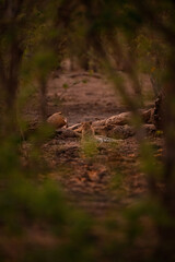 Male leopard lies near log watching camera