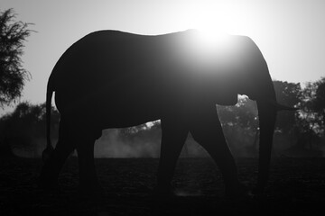 Mono African elephant passes camera at sunrise