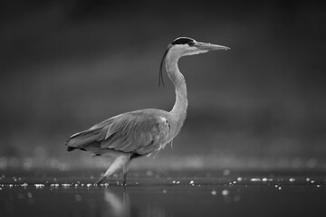 Mono grey heron  in profile at sunset
