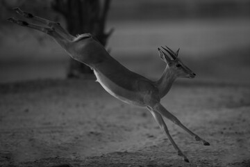 Mono male impala kicks legs while galloping
