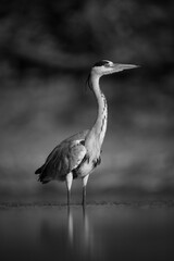 Mono grey heron beside pond facing right