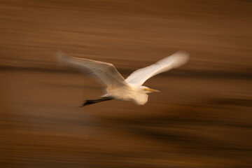 Slow pan of great egret following riverbank