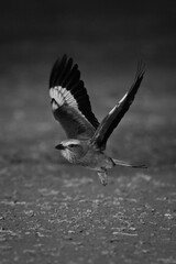 Mono lilac-breasted roller crosses earth lifting wings