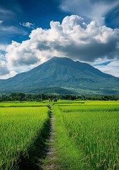 A photo of the grassy peak of Mount Arayat in Kalung, tanjil r&Atilde;&laquo;a with blue sky and white clouds. In front is an endless rice field.